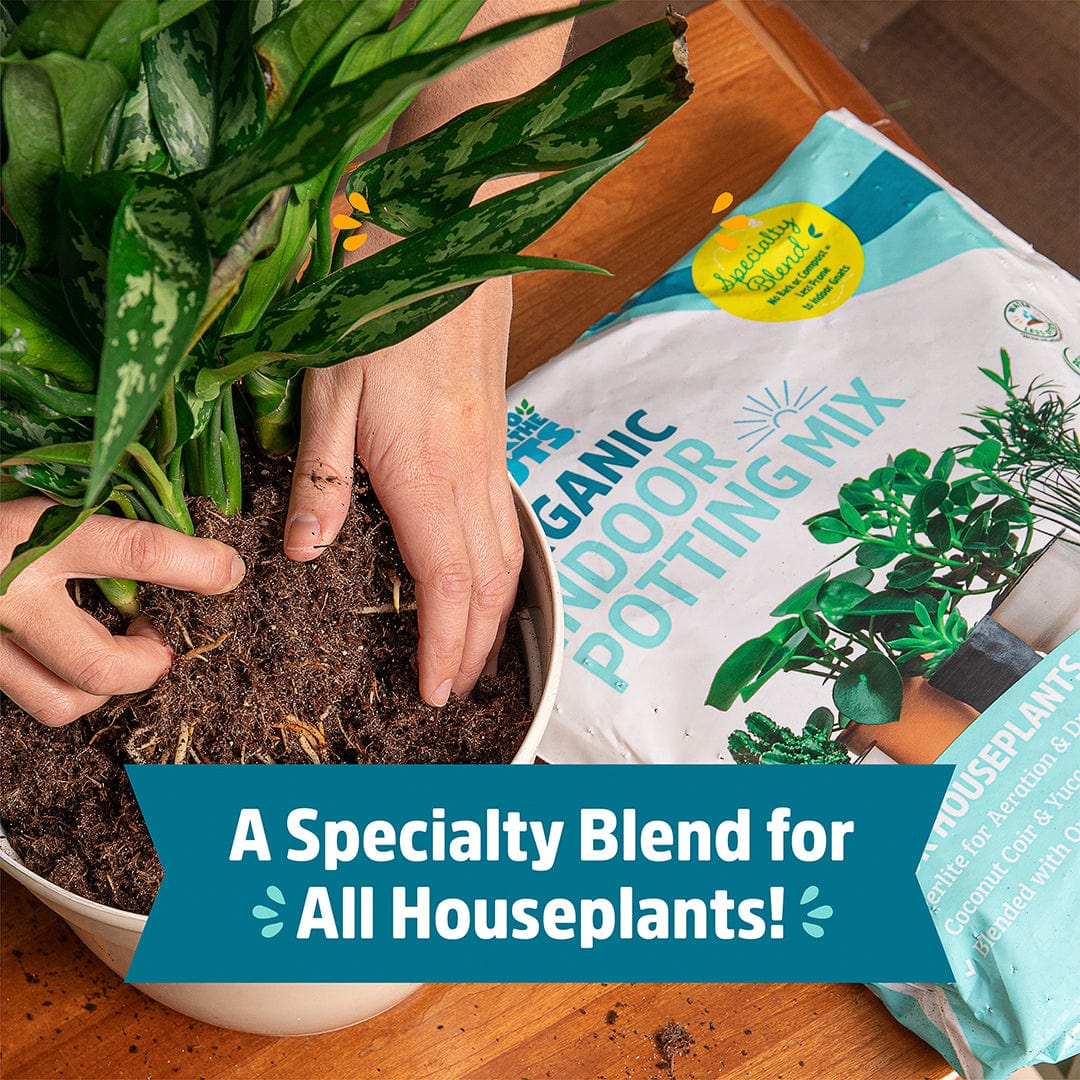 potting soil vs potting mix for indoor plants Back to the Roots Organic Indoor Potting Mix Specialty Blend (6 QT)