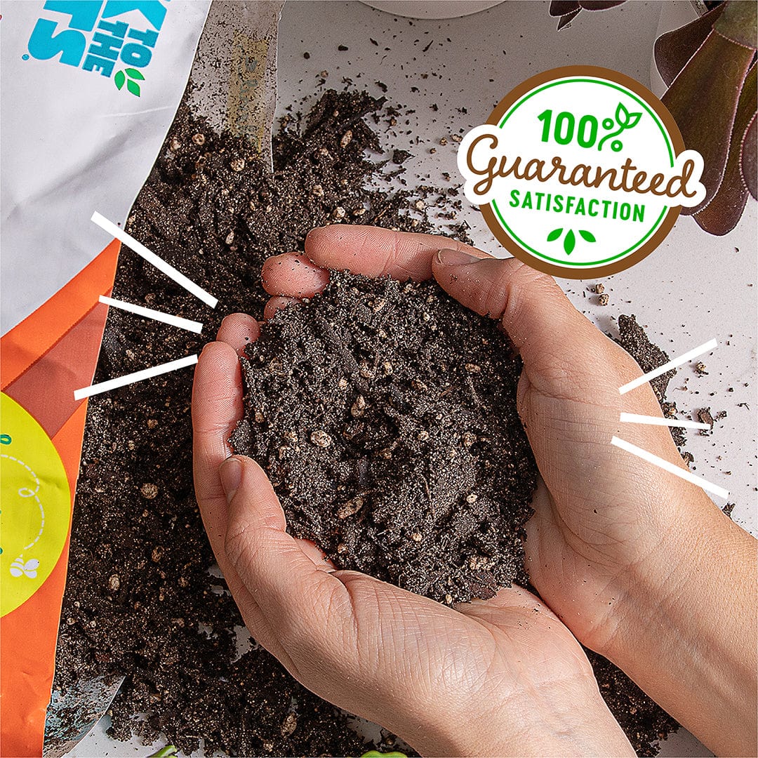 succulent soil home depot 6 qt. Organic Succulent and Cacti Mix Soil (1-Pack)