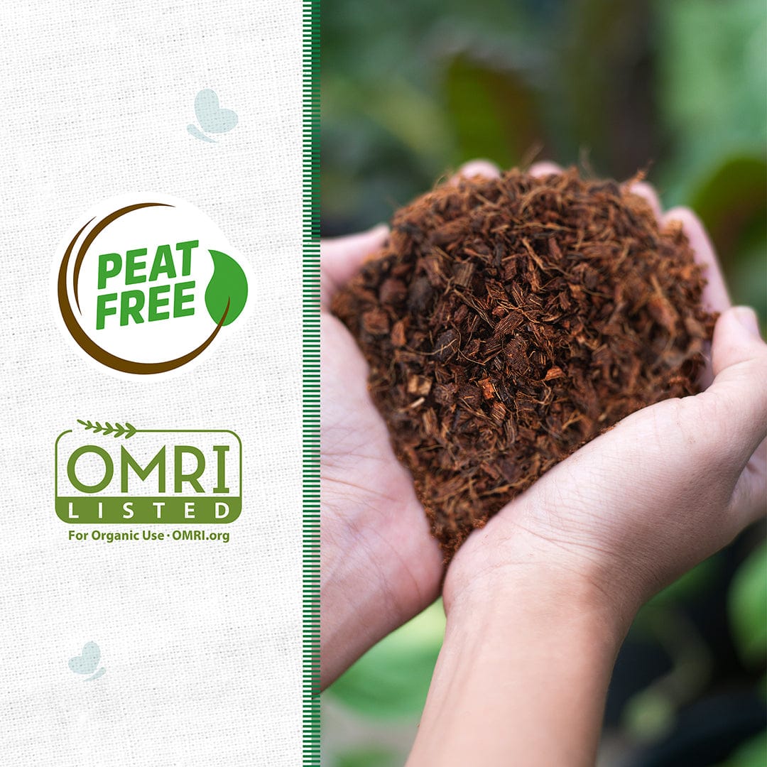 Hands holding loose, fibrous dark brown coconut coir mulch with a natural, earthy texture. - Organic Coconut Coir Mulch 10lb Block - Default Title - Back to the Roots