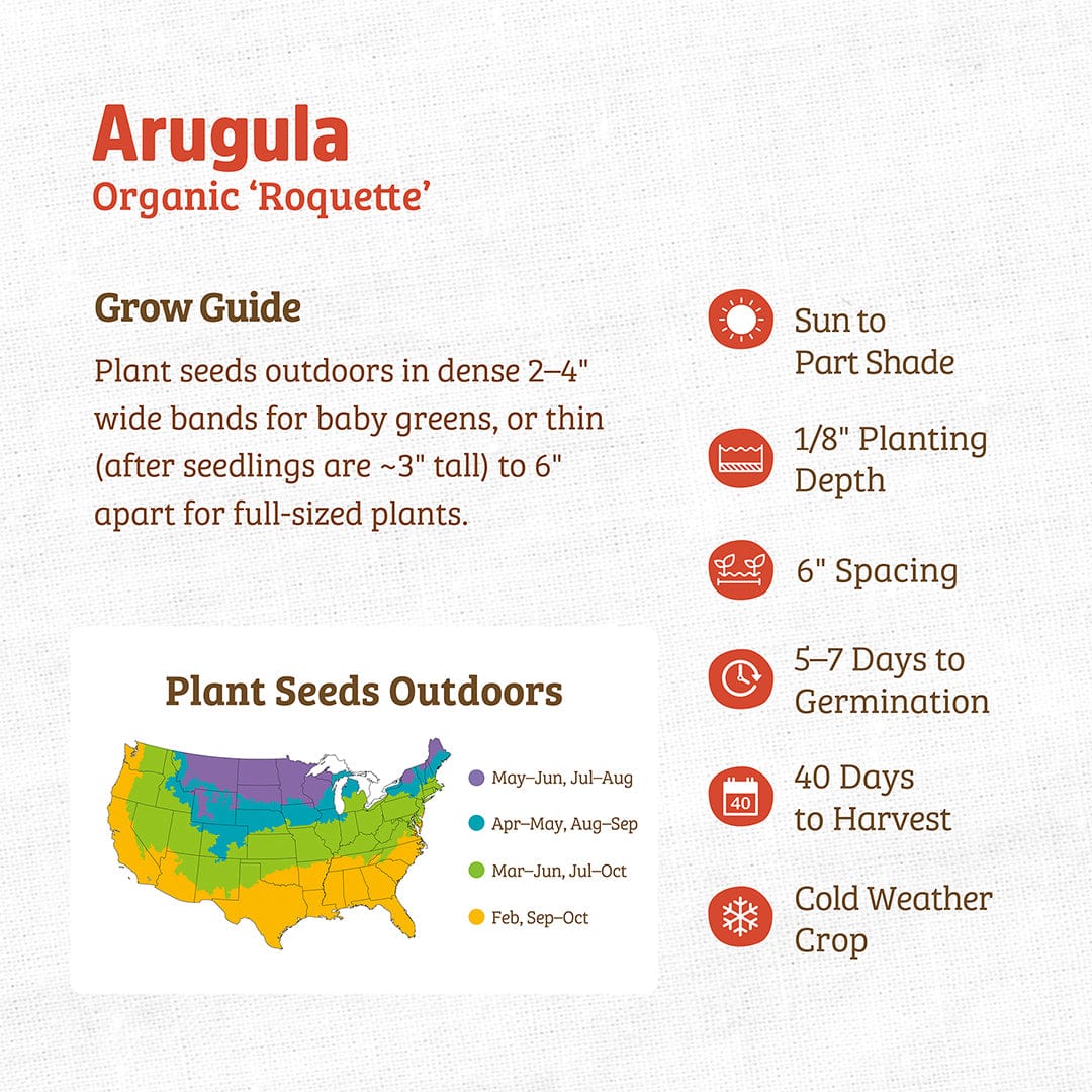 arugula plant seeds Organic Arugula Seeds — 'Roquette'