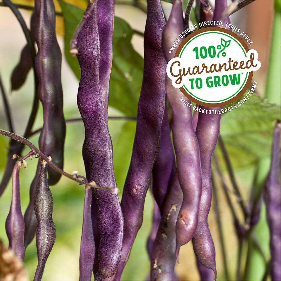 Clusters of glossy, elongated purple bean pods hanging from green vines outdoors. - Organic Bean Seeds — 'Royalty Purple Pod' - Default Title - Back to the Roots