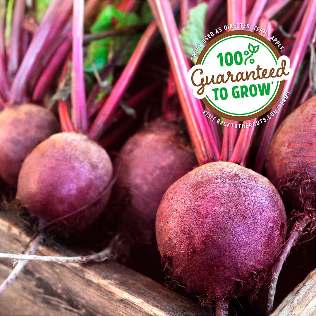 Round deep red beets with vibrant green and pink stems labeled "100% Guaranteed to Grow". - Organic Beet Seeds — 'Early Wonder Tall Top' - Default Title - Back to the Roots