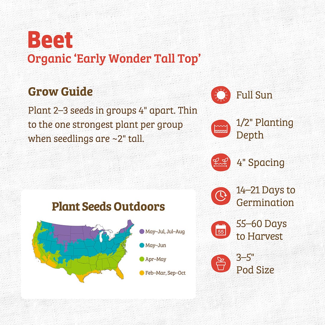 beet seed planting depth Organic Beet Seeds — 'Early Wonder Tall Top'