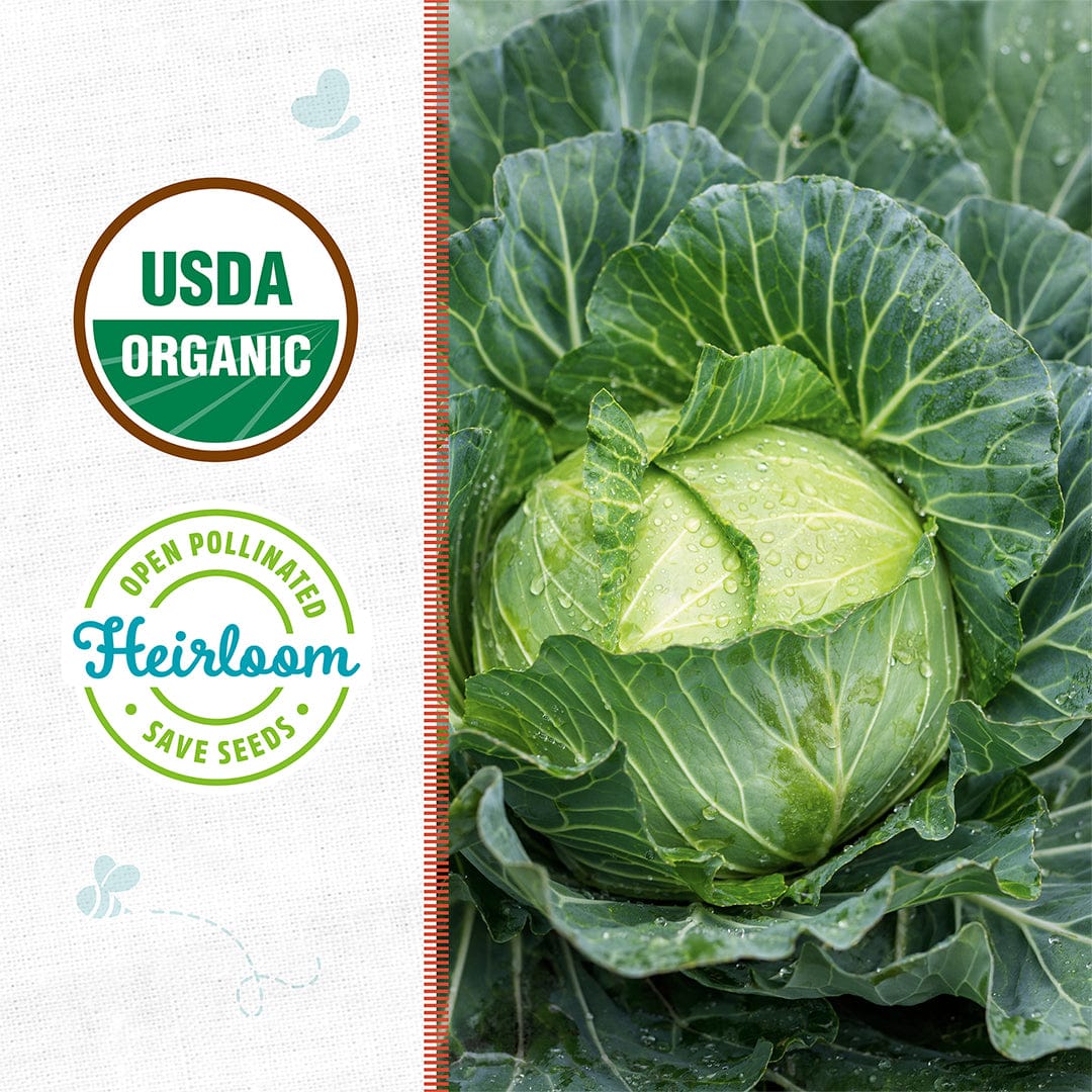 A head of green cabbage with water droplets, grown from Back to the Roots Organic Cabbage Seeds—'Golden Acre', sits beside USDA Organic and Heirloom Save Seeds labels—perfect for home gardeners planting cabbage.
