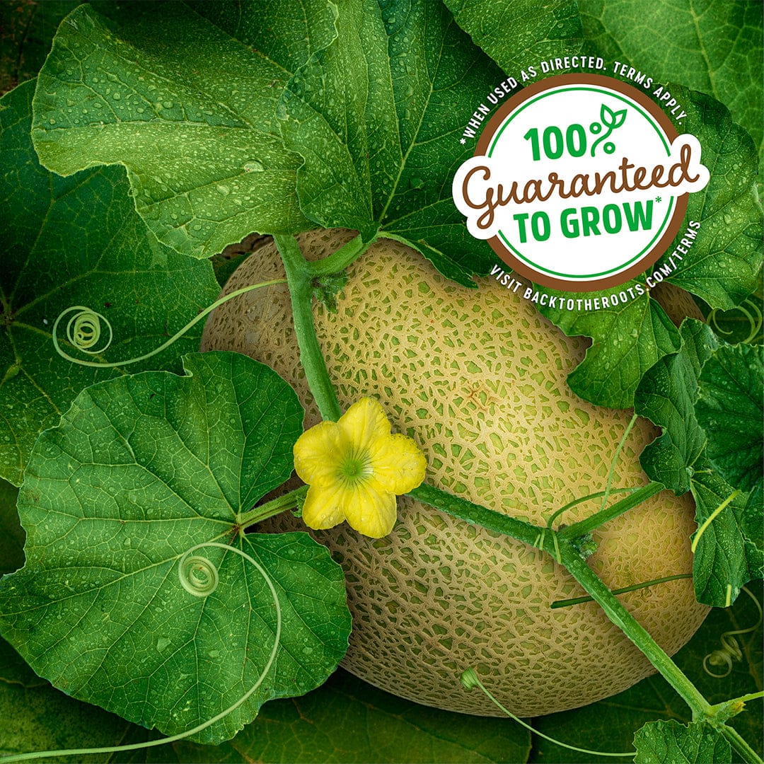 Ripe honey rock cantaloupe with textured tan skin, surrounded by large green leaves and a small yellow flower. - Organic Cantaloupe Seeds — 'Honey Rock' - Default Title - Back to the Roots