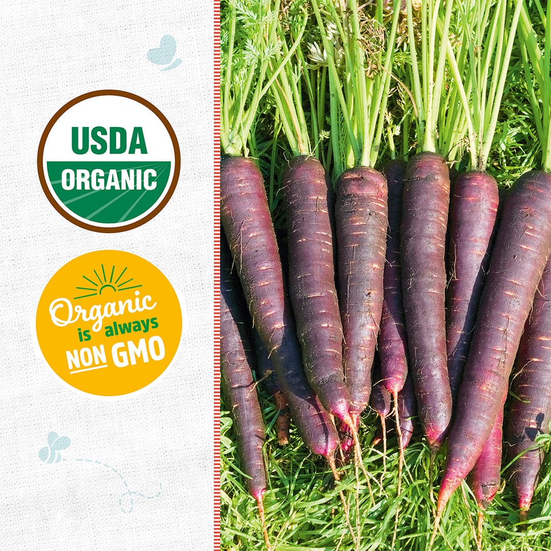 Bundle of dark purple, elongated carrots with green tops lying on grass next to USDA Organic and Non-GMO labels. - Organic Carrot Seeds — 'Purple Dragon' - Default Title - Back to the Roots