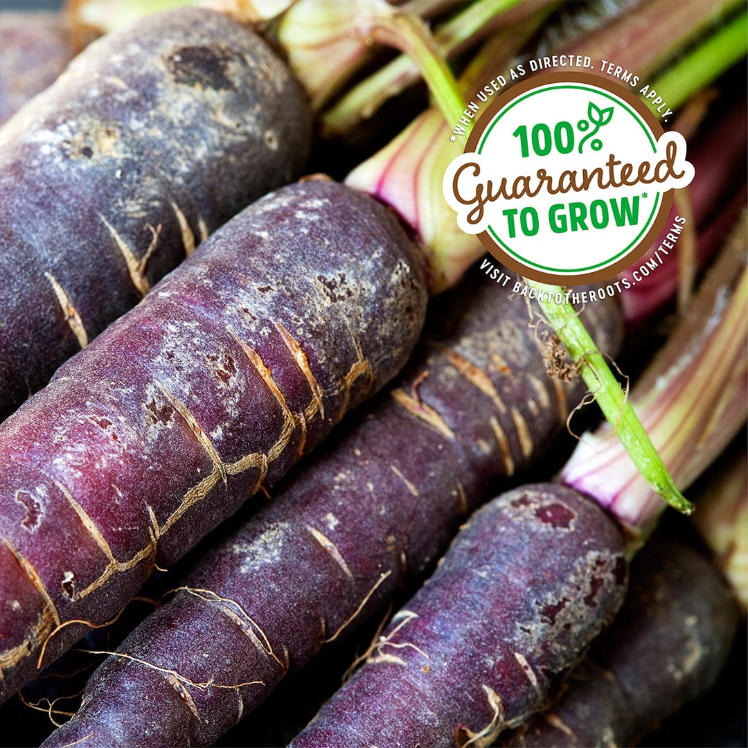 Close-up of deep purple organic carrots with green stems and soil texture, labeled 100% guaranteed to grow. - Organic Carrot Seeds — 'Purple Dragon' - Default Title - Back to the Roots