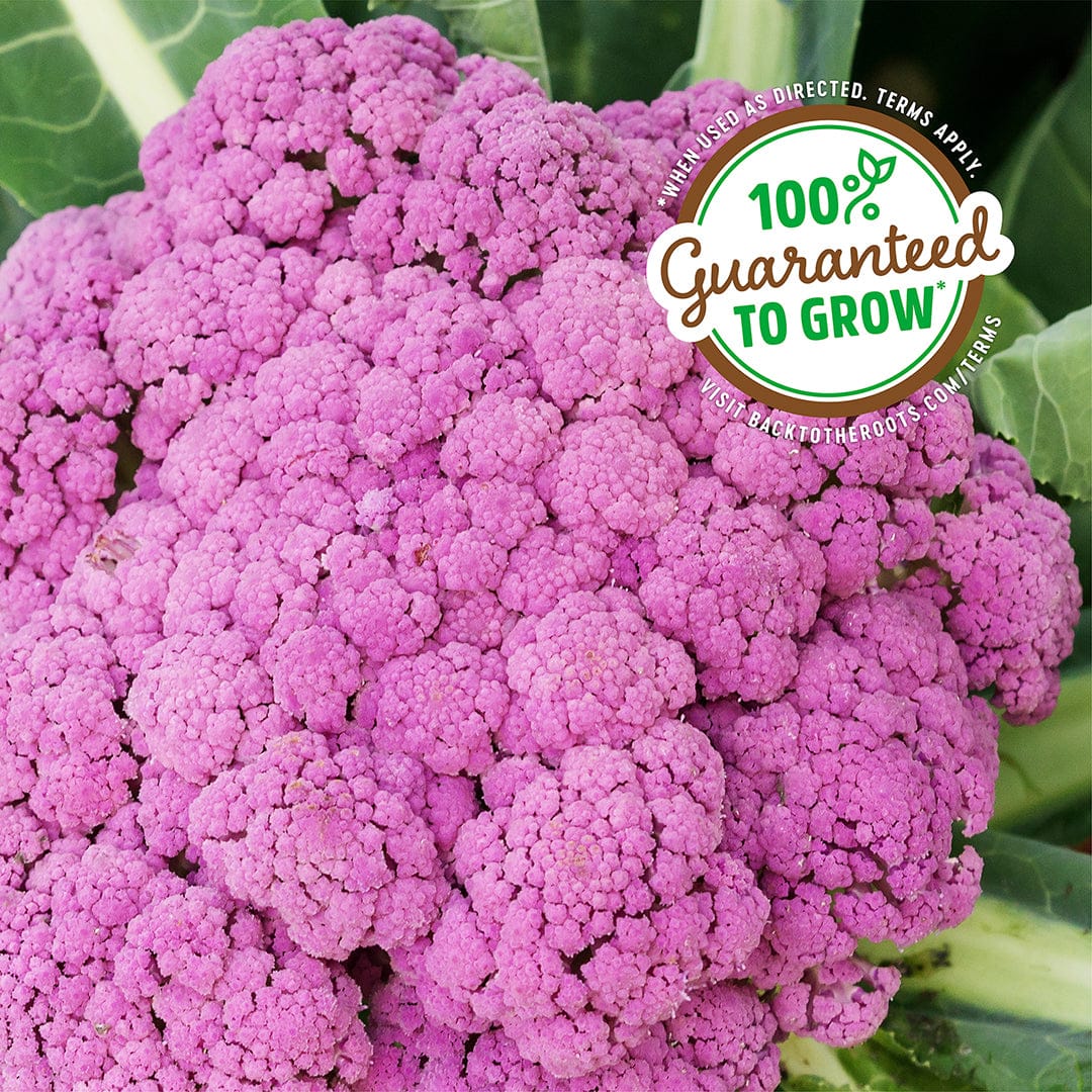 Vibrant purple cauliflower head with dense florets and green leafy background. - Organic Cauliflower Seeds — 'Purple of Sicily' - Default Title - Back to the Roots