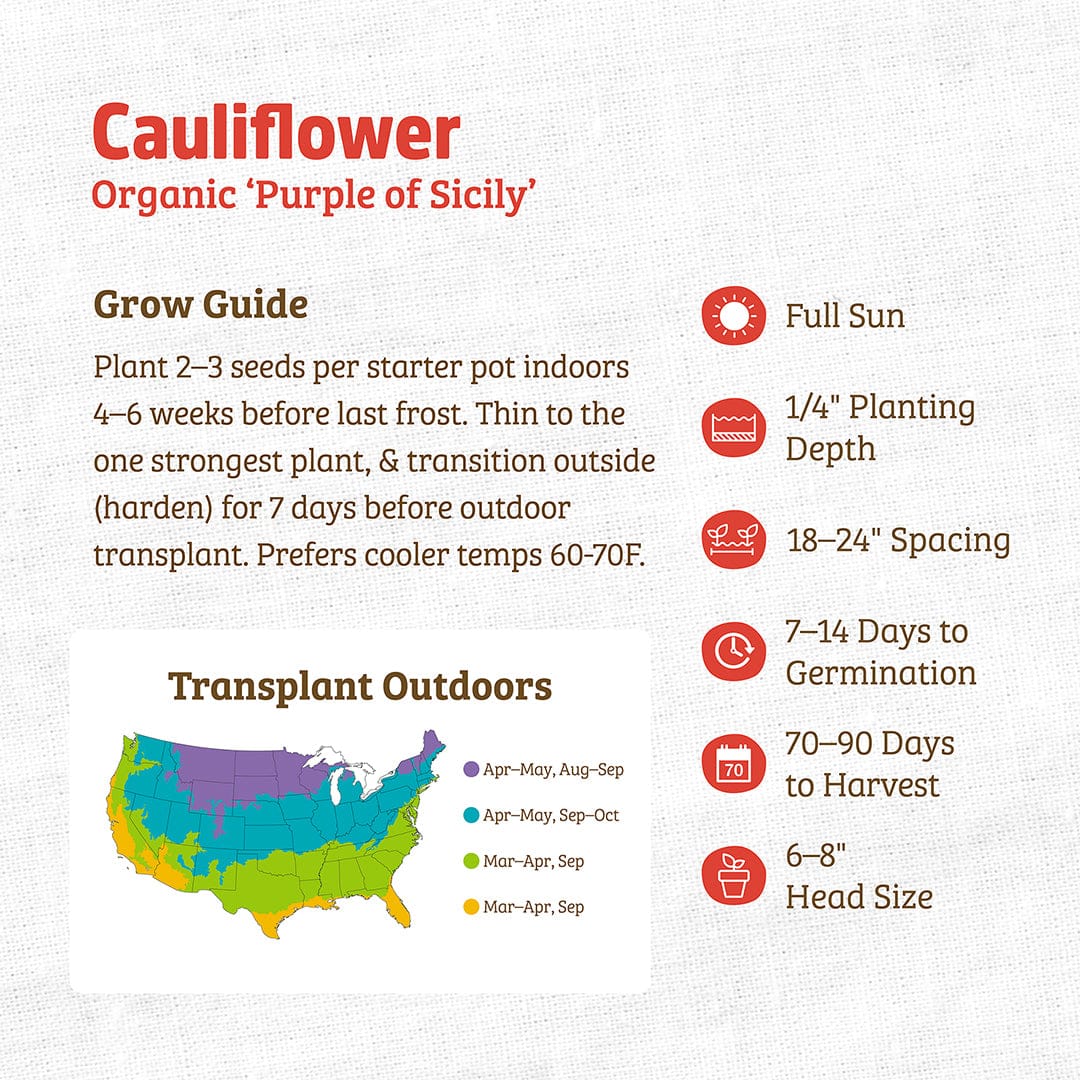 Organic Purple of Sicily cauliflower seed packet with growing instructions and colorful transplant map. - Organic Cauliflower Seeds — 'Purple of Sicily' - Default Title - Back to the Roots