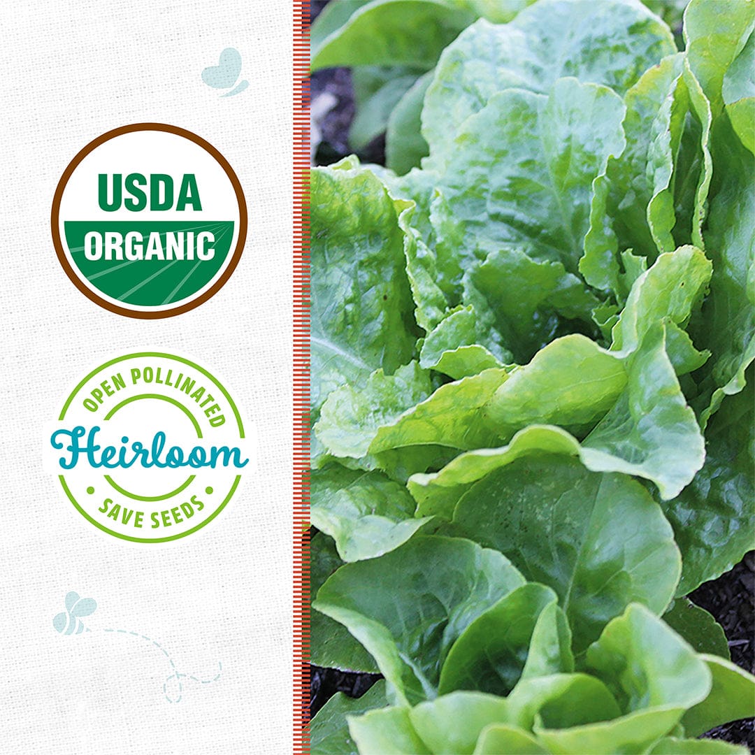 Close-up of 'Bibb Butterhead' Organic Lettuce Seeds by Back to the Roots, a cool weather crop growing in soil, with USDA Organic and Heirloom Open Pollinated Save Seeds certification logos shown on the left.