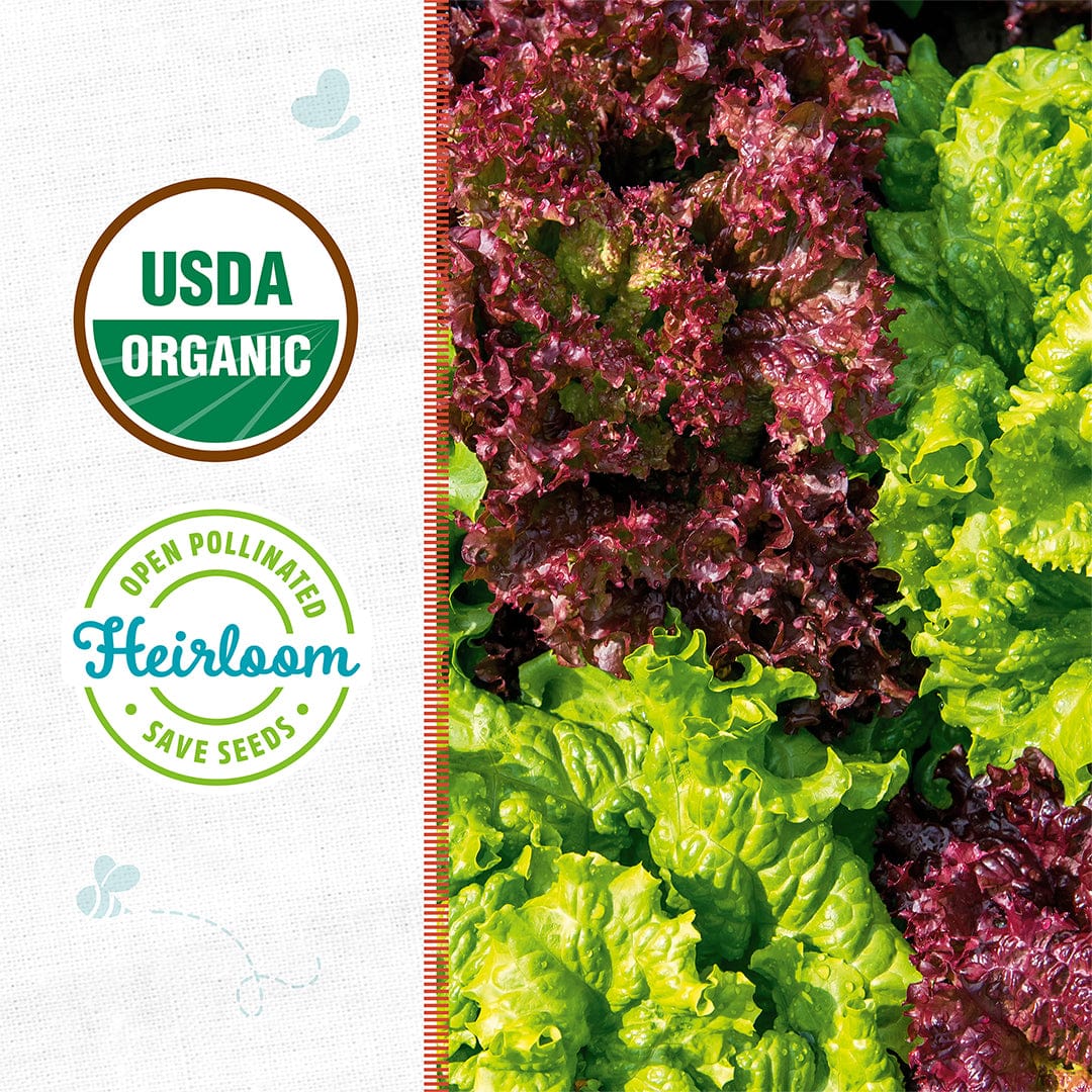 Top view of Back to the Roots Organic Lettuce Seeds — 'Gourmet Blend', perfect for gourmet salads, with USDA Organic and "Open Pollinated Heirloom Save Seeds" certifications shown on the side.