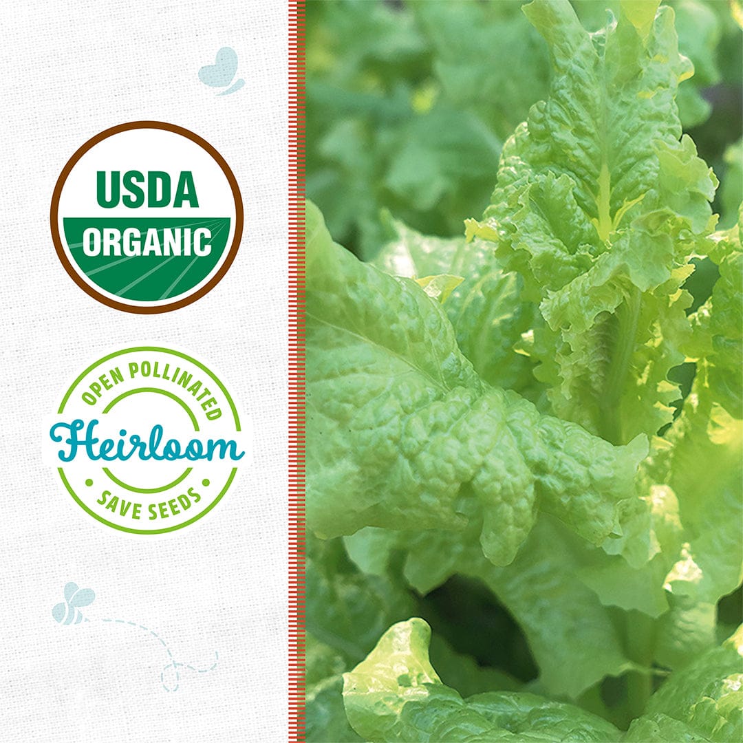 Close-up of ‘Green Leaf Black Seeded Simpson’ organic lettuce seeds by Back to the Roots, beside USDA Organic and Heirloom badges on a white background with blue accents. Ideal cool-weather salad green variety.