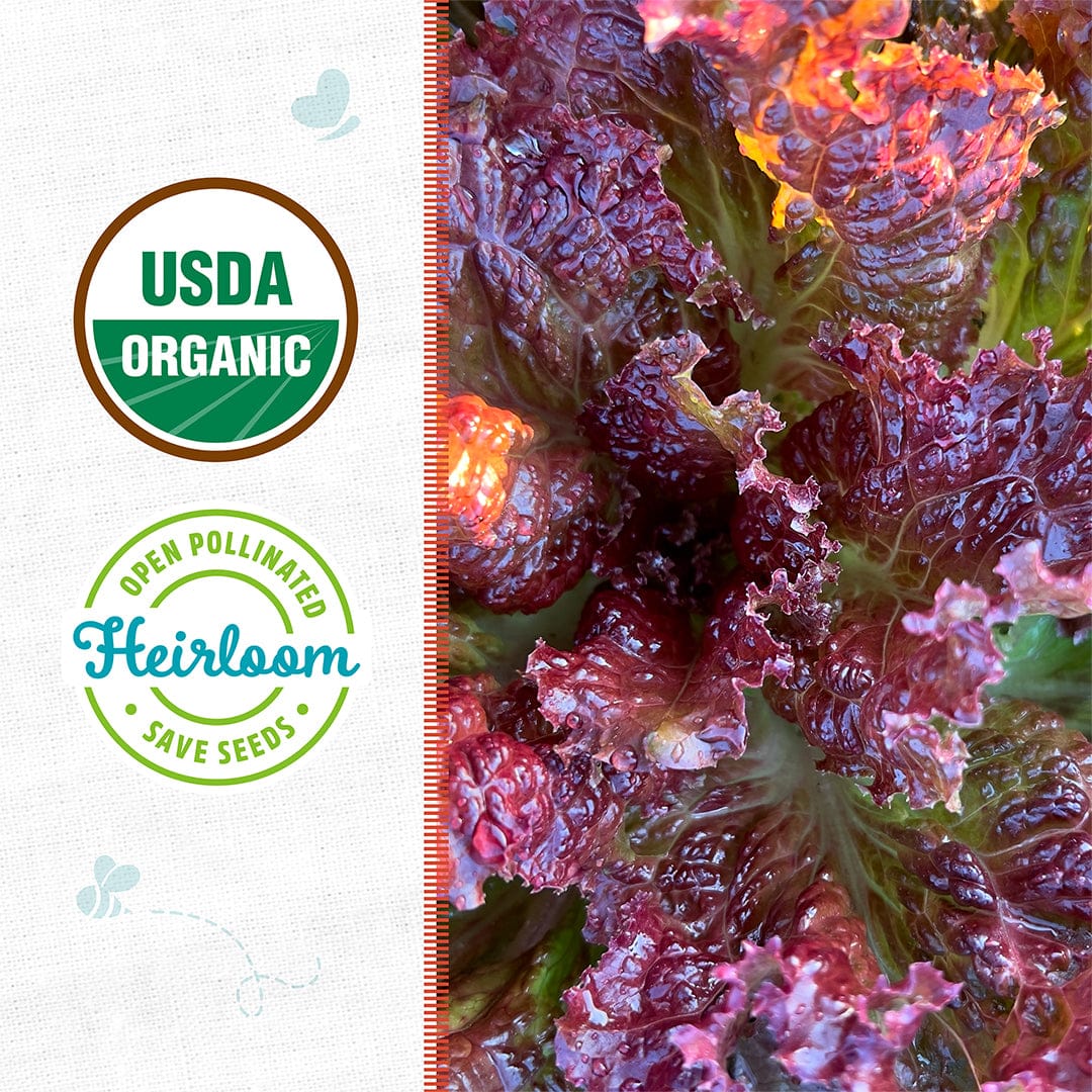 Close-up of Back to the Roots Organic Lettuce Seeds — 'Red Oak Leaf', an open-pollinated, USDA Organic heirloom, pictured on a textured background with bee and butterfly illustrations.