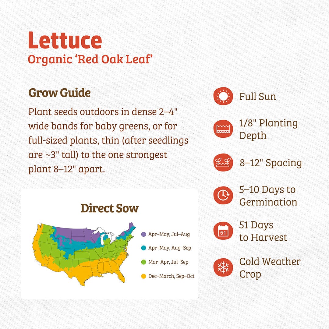 Infographic for Back to the Roots Organic Lettuce Seeds—'Red Oak Leaf': planting map, spacing guide, sun, sowing depth, germination time, harvest info, and why this cool-weather salad green is perfect for your garden.