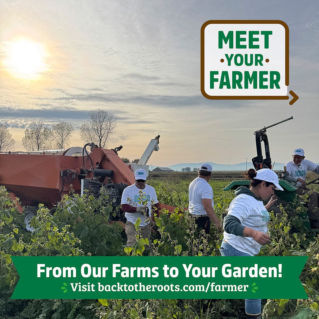 Farmers wearing white shirts harvesting crops in a field with a red tractor and sunrise in the background. - Organic Tomatillo Seeds — 'Green Husk' - Default Title - Back to the Roots