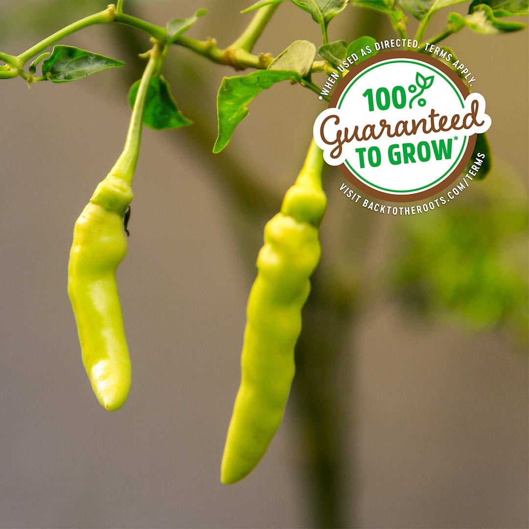 Cluster of light green, elongated organic Pepperoncini peppers hanging from a leafy plant branch with a "100% Guaranteed to. - Organic Pepper Seeds — 'Pepperoncini' - Default Title - Back to the Roots