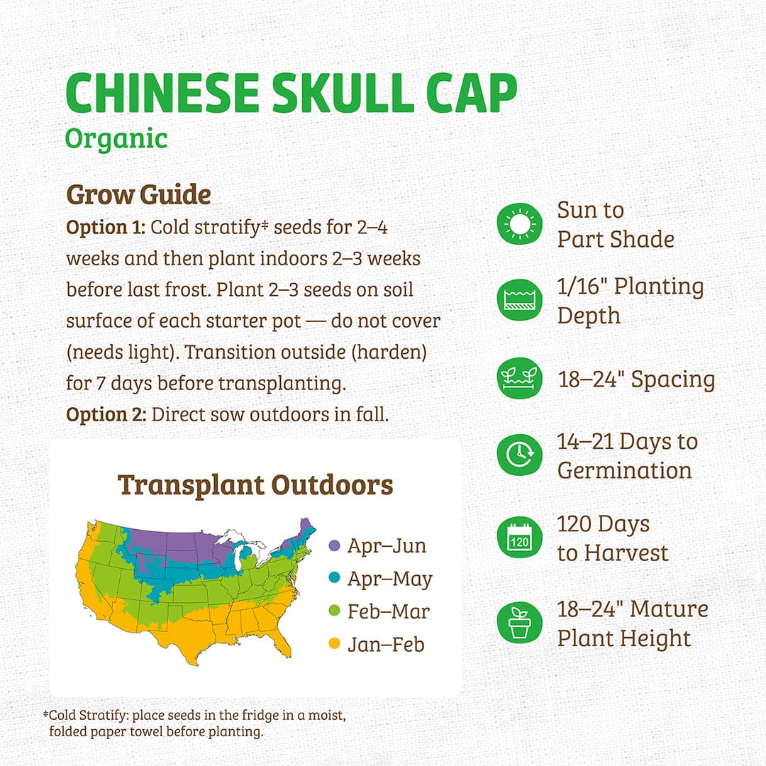 Green and white packet of Organic Chinese Skullcap Seeds ROC with planting instructions and a U.S. - Organic Chinese Skullcap Seeds ROC - Default Title - Back to the Roots