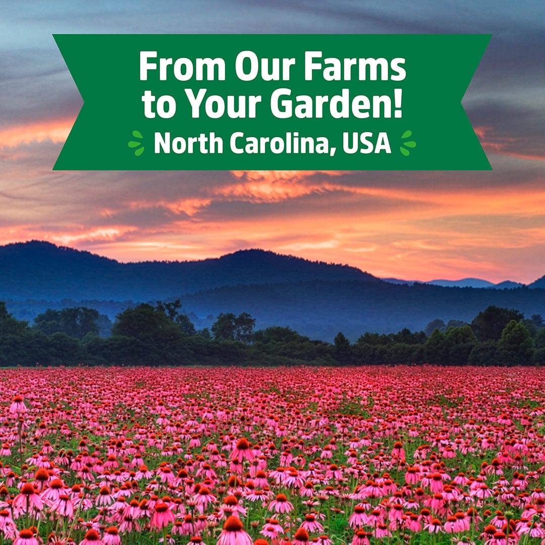 A field of Chinese Skullcap blooms with mountains and a vibrant sunset behind. Text: "Back to the Roots Regenerative Organic Certified® Chinese Skullcap Seeds—From Our Farms to Your Garden! North Carolina, USA.