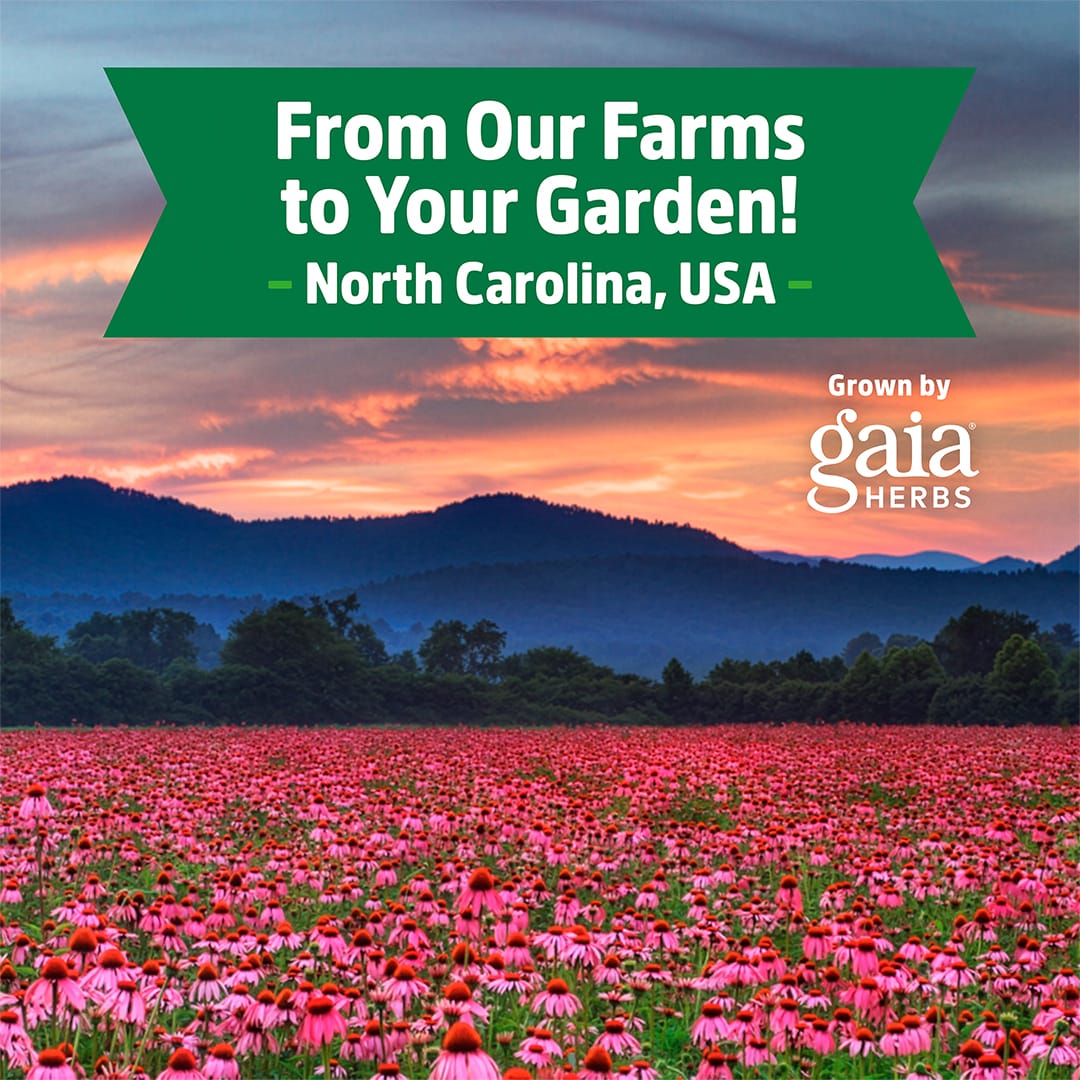 Field of blooming pink Echinacea (Purpurea) flowers with mountains and a vibrant sunset sky. Text reads: "Regenerative Organic Certified® Echinacea Seeds—Grown in North Carolina, USA by Back to the Roots.