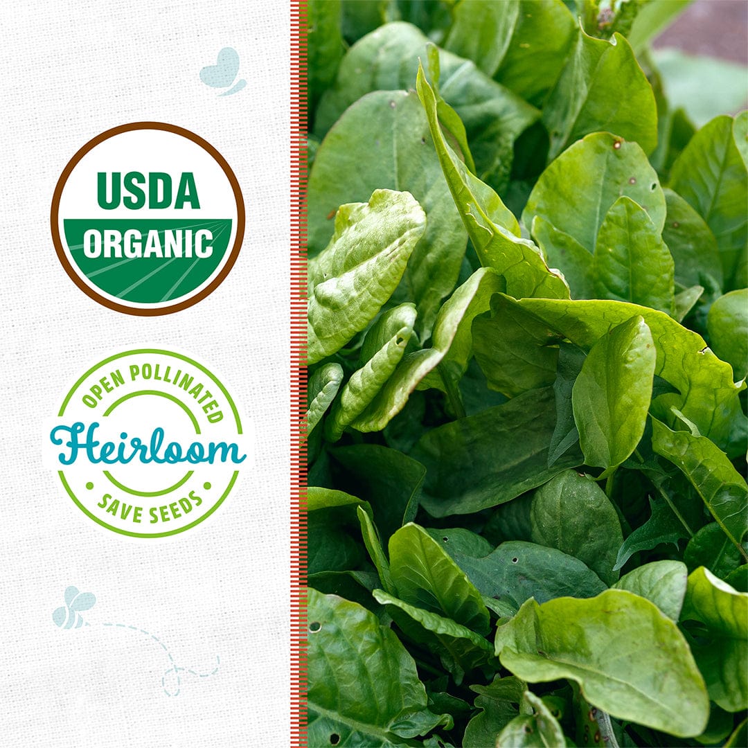 sorrel seeds for planting Back to the Roots Organic Sorrel 'Garden Large Leaf', 1 Seed packet