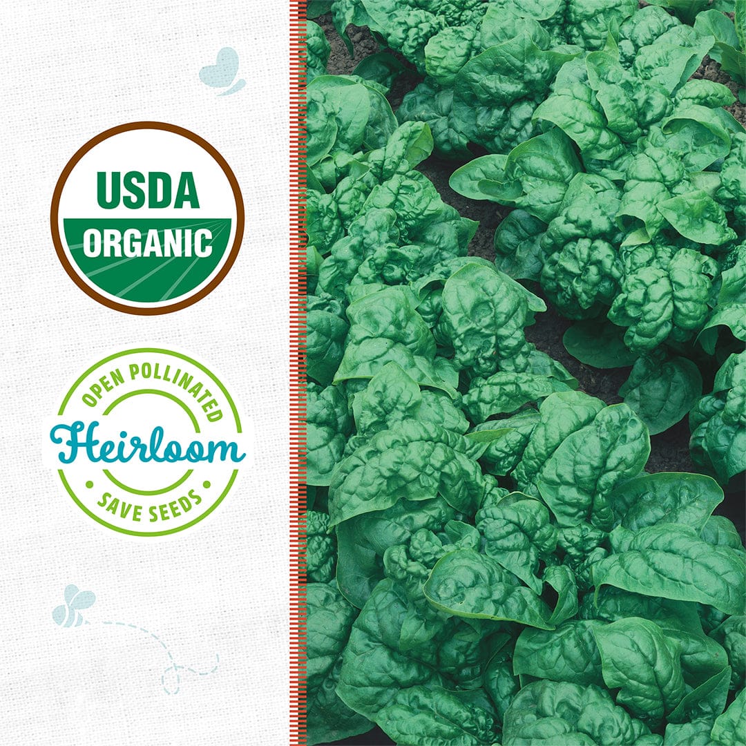 Rows of leafy 'Bloomsdale' spinach by Back to the Roots, labeled "USDA Organic" and "Open Pollinated Heirloom Save Seeds." This cool weather crop is vitamin-rich—perfect for starting from quality organic spinach seeds.
