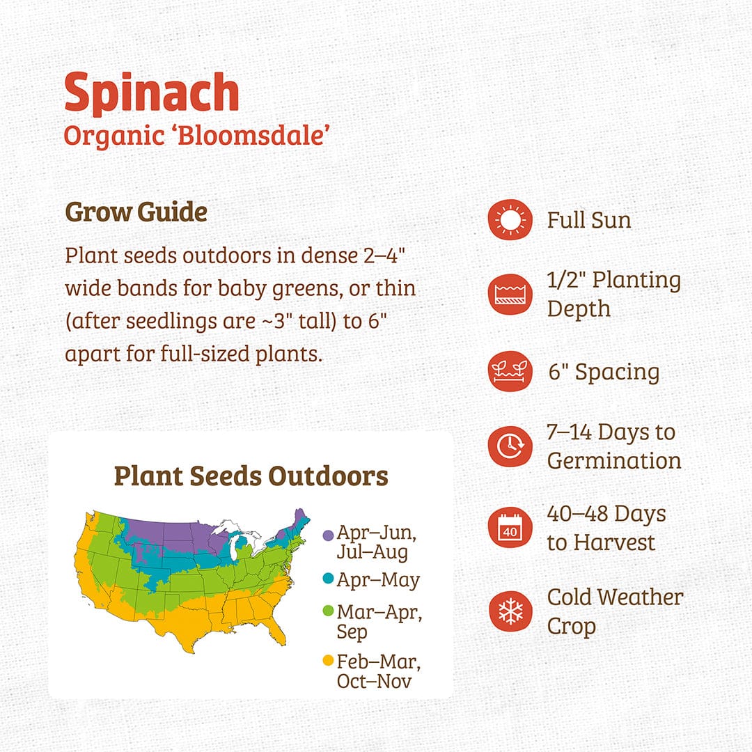 Back to the Roots Organic Spinach Seeds — 'Bloomsdale': Planting guide with map, sun and seed icons, planting depth, spacing, germination tips, harvest time info, and cool-weather suitability—for growing nutritious greens.
