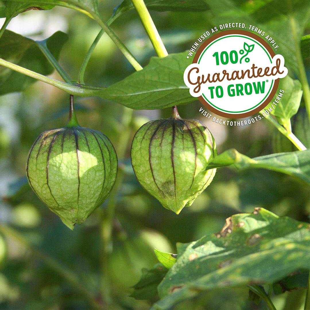 Green husk tomatillos hanging on a plant with broad green leaves and stems. - Organic Tomatillo Seeds — 'Green Husk' - Default Title - Back to the Roots