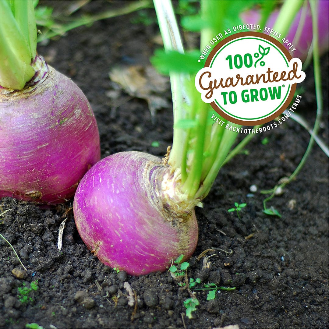 Organic purple top white globe turnips growing in dark soil with green leafy stems and a 100% guaranteed to grow label. - Organic Turnip Seeds — 'Purple Top White Globe' - Default Title - Back to the Roots
