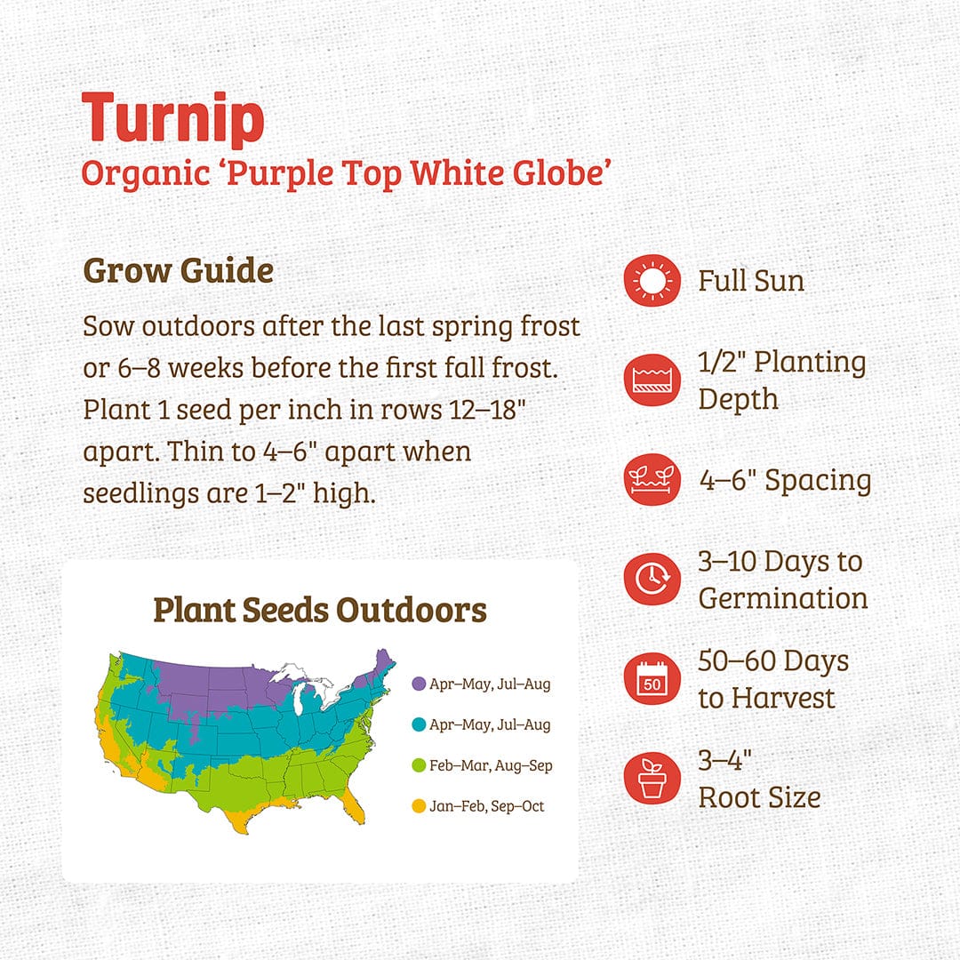 Organic Purple Top White Globe turnip seeds packet with red and green text, grow guide, and colorful planting map. - Organic Turnip Seeds — 'Purple Top White Globe' - Default Title - Back to the Roots
