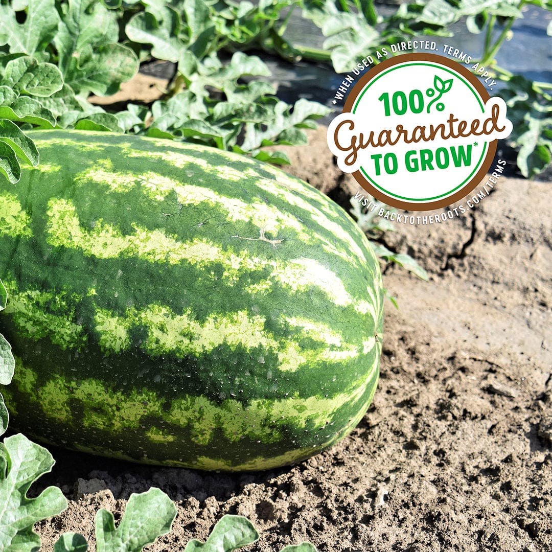 Large oblong watermelon with dark and light green striped rind resting on soil with green leaves nearby. - Organic Watermelon Seeds — 'Congo' - Default Title - Back to the Roots