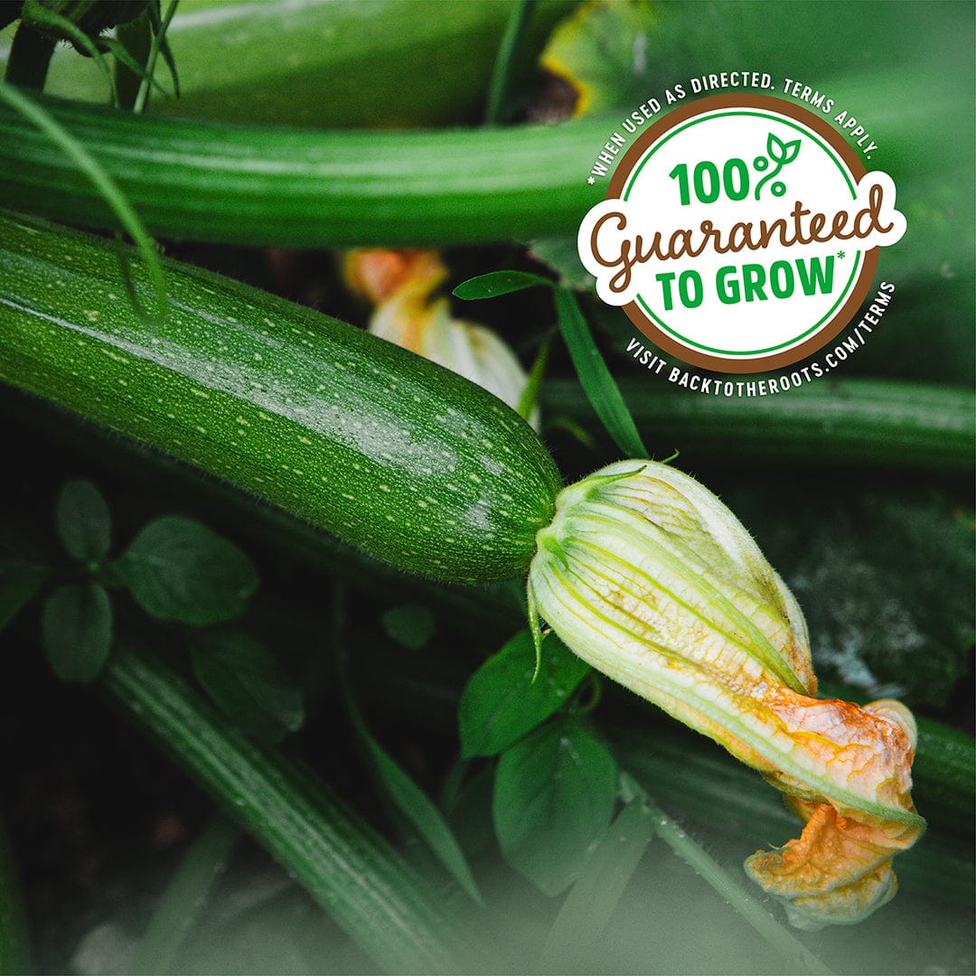 Fresh green zucchini with a striped yellow and orange blossom attached, growing on leafy vine outdoors. - Organic Zucchini Seeds — 'Fordhook' • Summer Squash - Default Title - Back to the Roots
