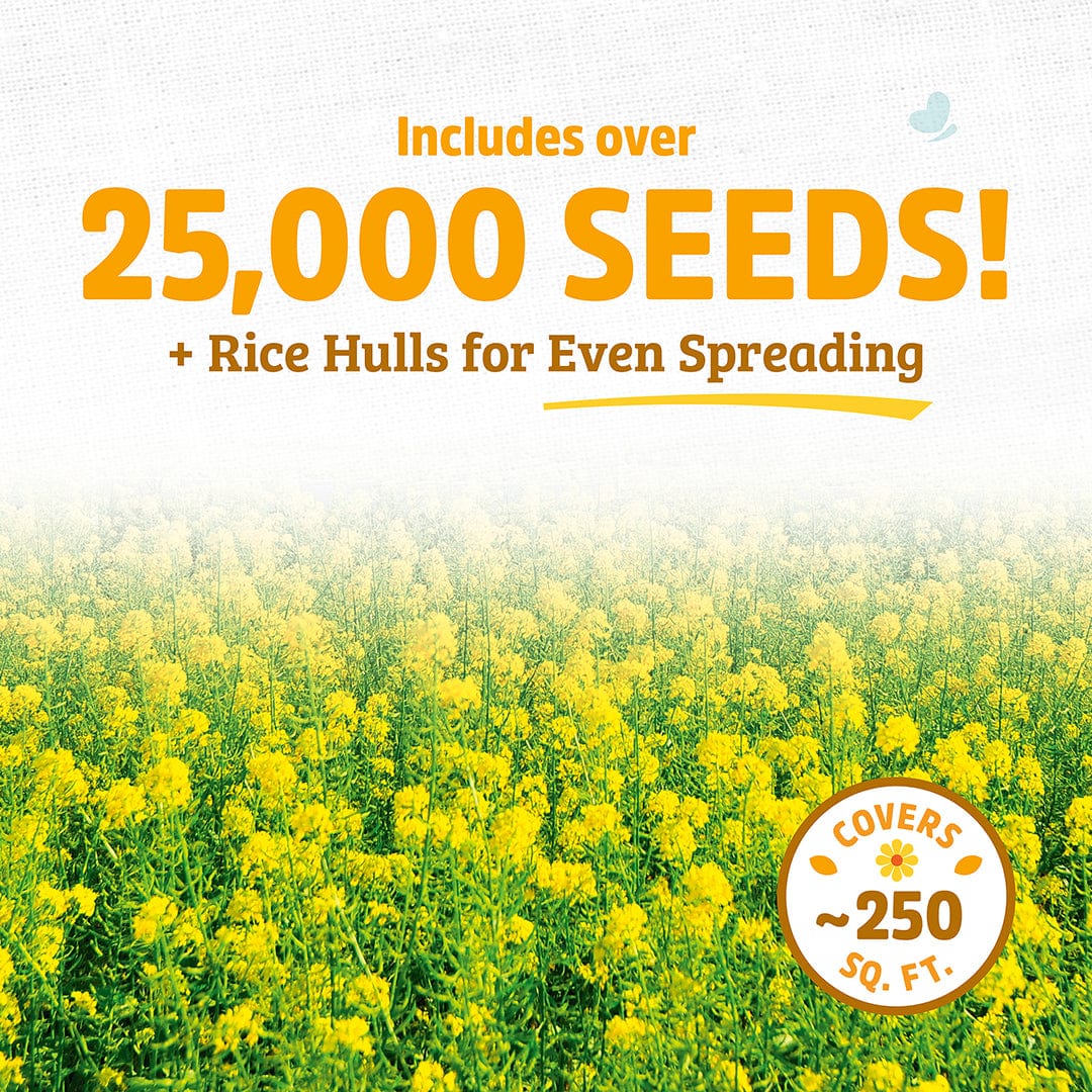 mustard seeds from plant Organic Yellow Mustard Cover Crop Seeds – Back to the Roots