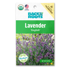 Organic Lavender Seeds — 'English'