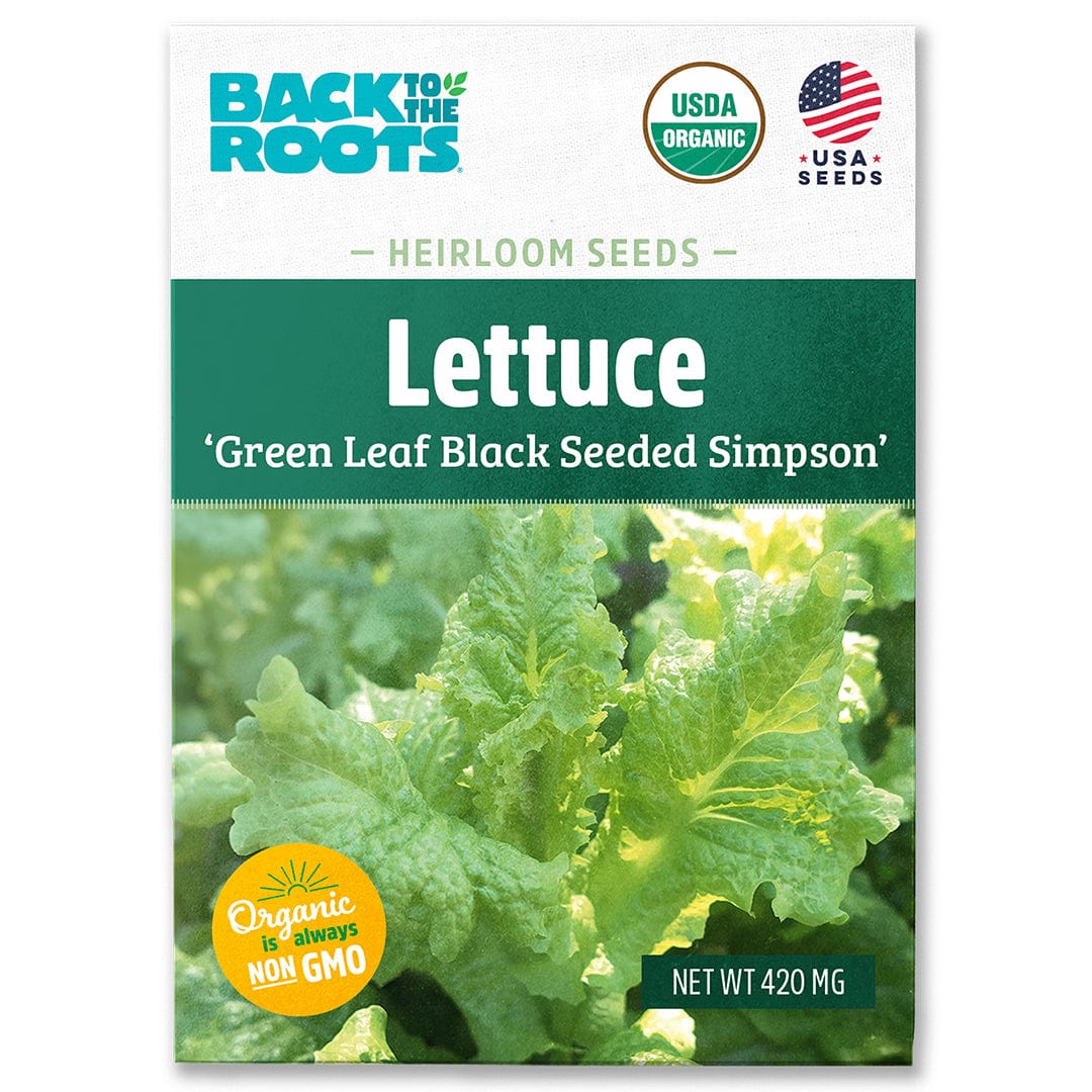 Organic Lettuce Seeds — 'Green Leaf Black Seeded Simpson'