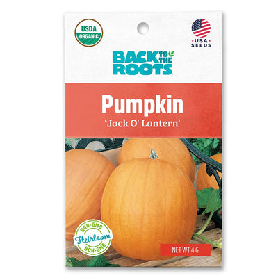 Organic Pumpkin Seeds — 'Jack O' Lantern'