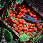 Organic Tomato Seeds — 'Red Cherry'