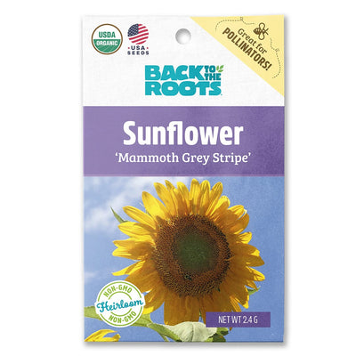 Organic Sunflower Seeds — 'Mammoth Grey Stripe'