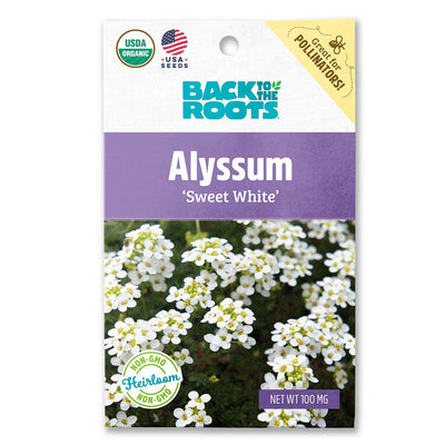 Organic Alyssum Seeds — 'Sweet White'