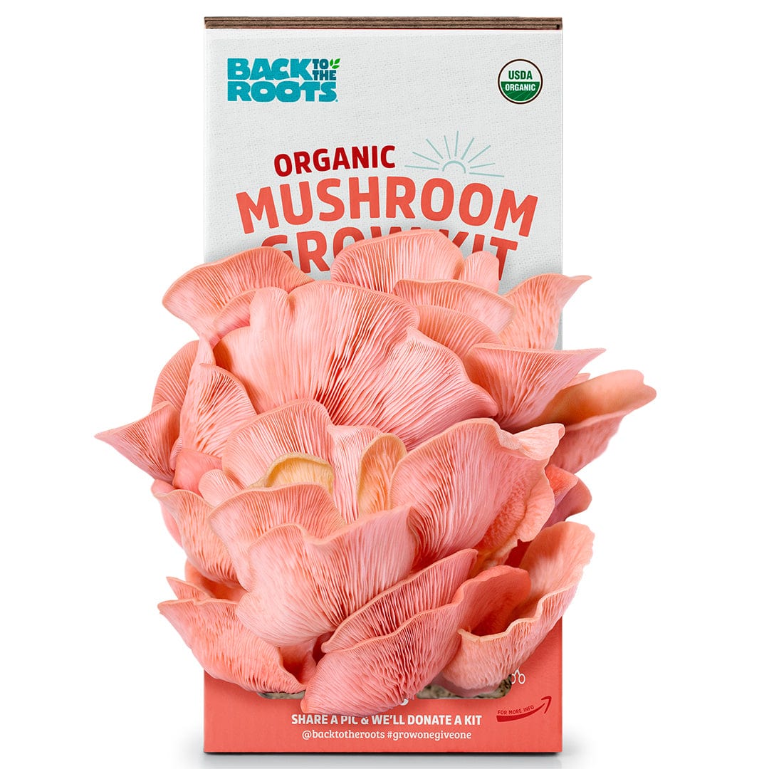 Cluster of vibrant pink oyster mushrooms growing from a white and peach mushroom grow kit box labeled Organic Mushroom Grow. - Organic Pink Mushroom Grow Kit - Default Title - Back to the Roots
