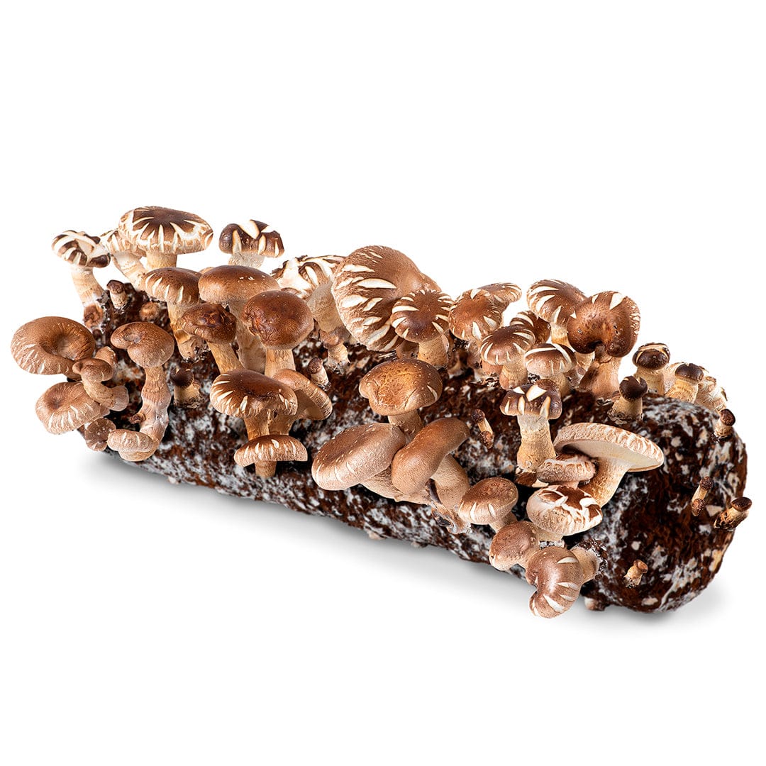 Cluster of fresh brown shiitake mushrooms growing on a dark organic substrate log. - Organic Shiitake Mushroom Kit (START GROWING RIGHT AWAY) - Default Title - Back to the Roots