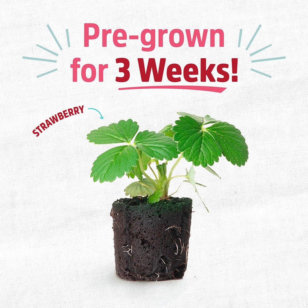 4 Pack of Pre-Grown Strawberry Seedlings