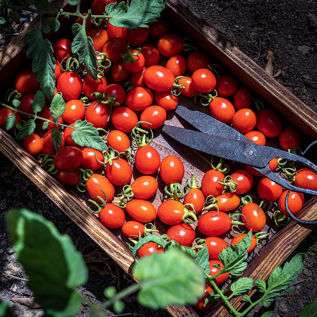 Organic Heirloom Tomato 5-Pack Seed Bundle – Back to the Roots