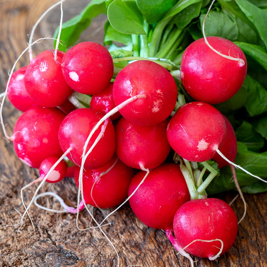 Back to the Roots Radish Seeds
