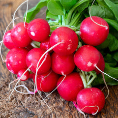 Organic Radish Seeds — 'German Giant'