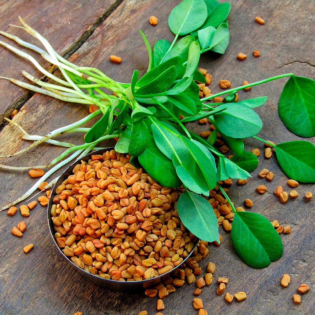 plant fenugreek seeds Back to the Roots Organic Fenugreek, 1 Seed packet