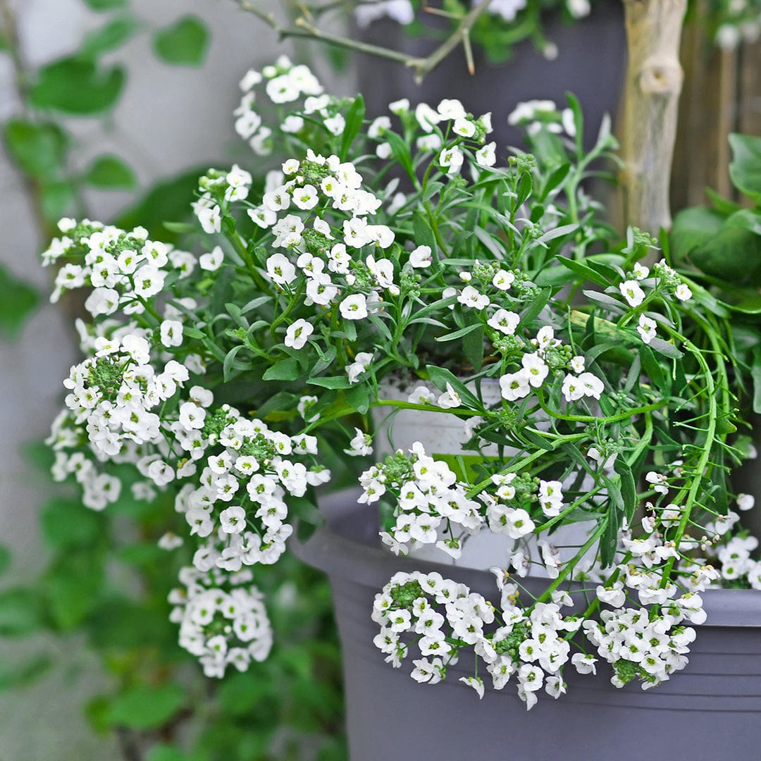 planting alyssum seeds indoors Organic Alyssum Seeds — 'Sweet White'
