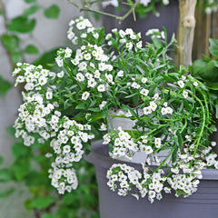 Organic Alyssum Seeds — 'Sweet White'