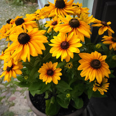 Organic Daisy Seeds — 'Rudbeckia Gloriosa Double'