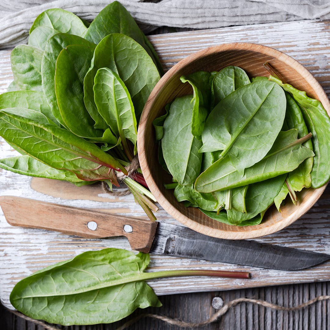 large leaf sorrel herb seeds for planting Back to the Roots Organic Sorrel 'Garden Large Leaf', 1 Seed packet