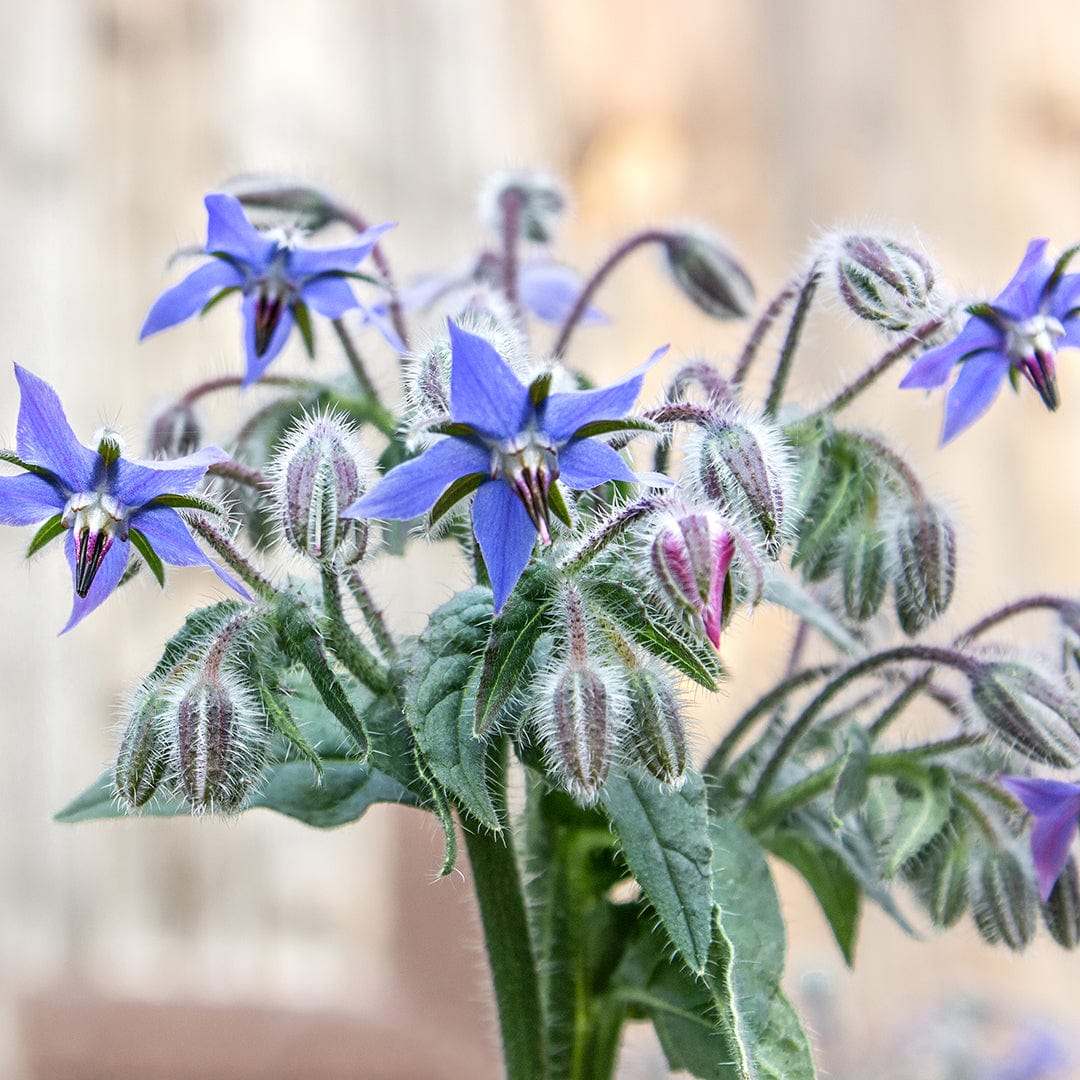borage plant seeds Organic Borage Blue Starflower Heirloom Seeds